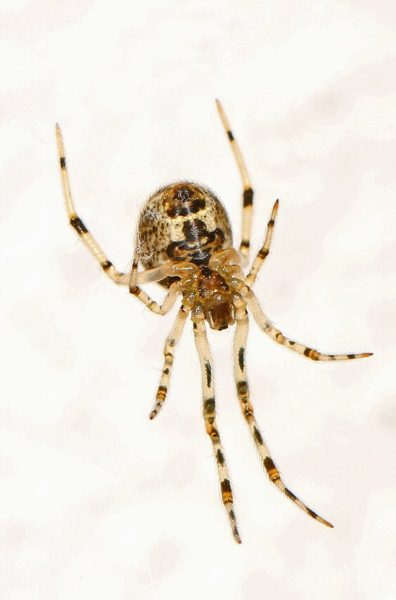 American house spider with banded legs and a round mottled abdomen