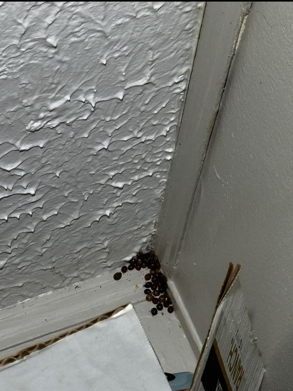 Cluster of Asian lady beetles in the corner of a room