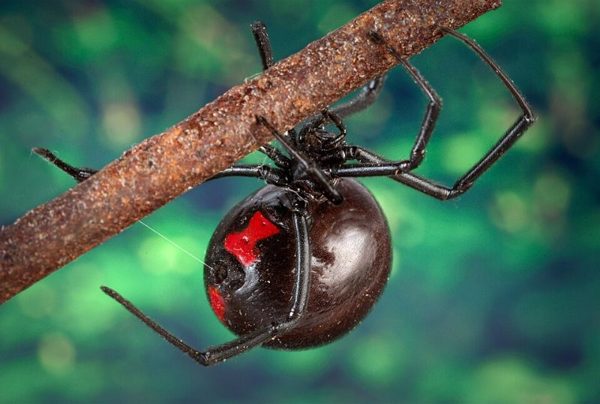 Black widow spider showing the red hourglass