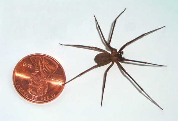 Brown recluse spider next to a penny for size