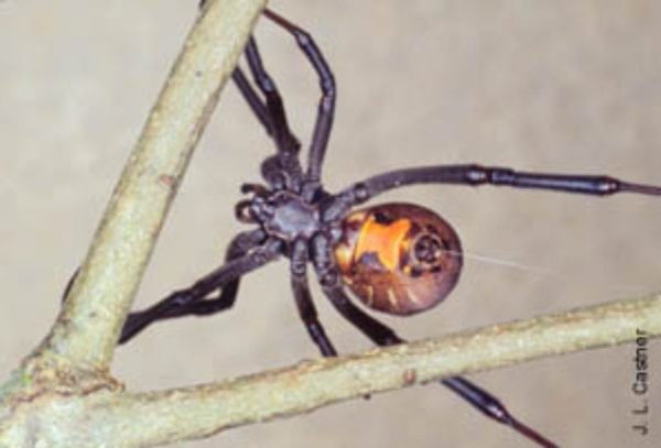 Brown widow spider showing the orange hourglass
