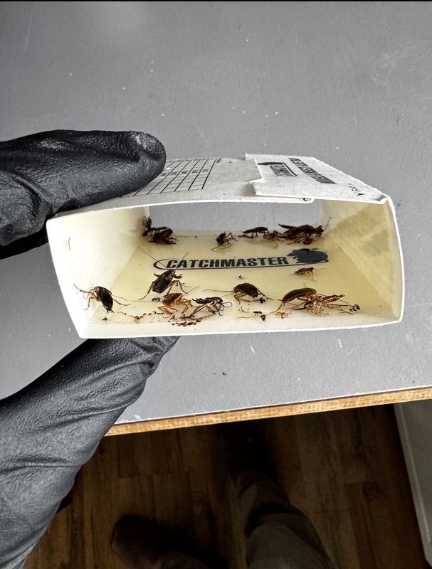 Glue monitor with cockroaches held by a gloved hand
