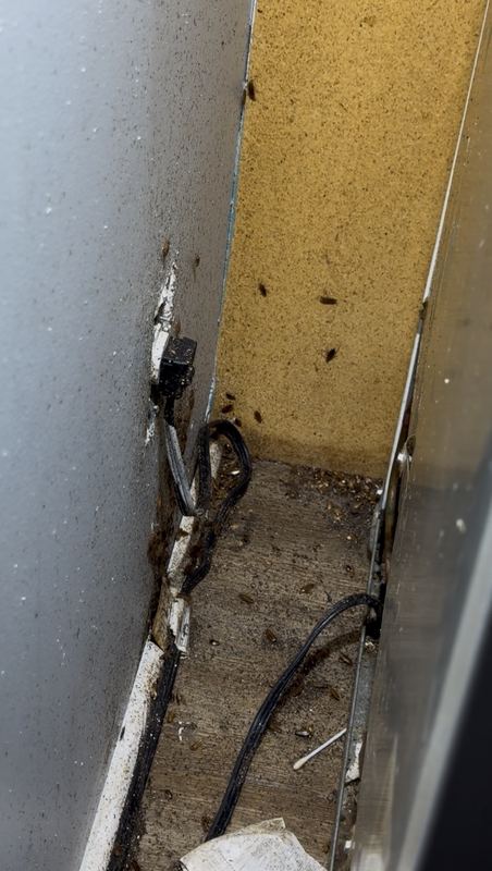 Heavy German cockroach activity behind a kitchen appliance
