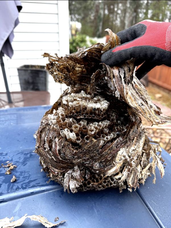 Large paper hornet nest held open by a gloved hand to show the comb inside