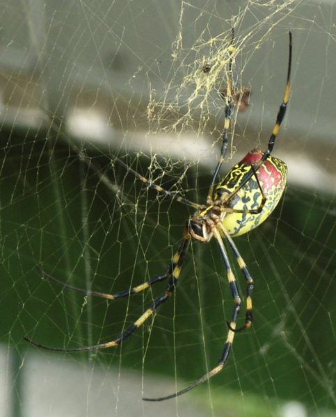 Female joro spider in a golden web