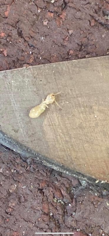 Pale subterranean termite on a piece of wood