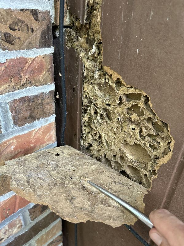 Termite damage behind exterior trim next to brick, with mud-filled galleries exposed