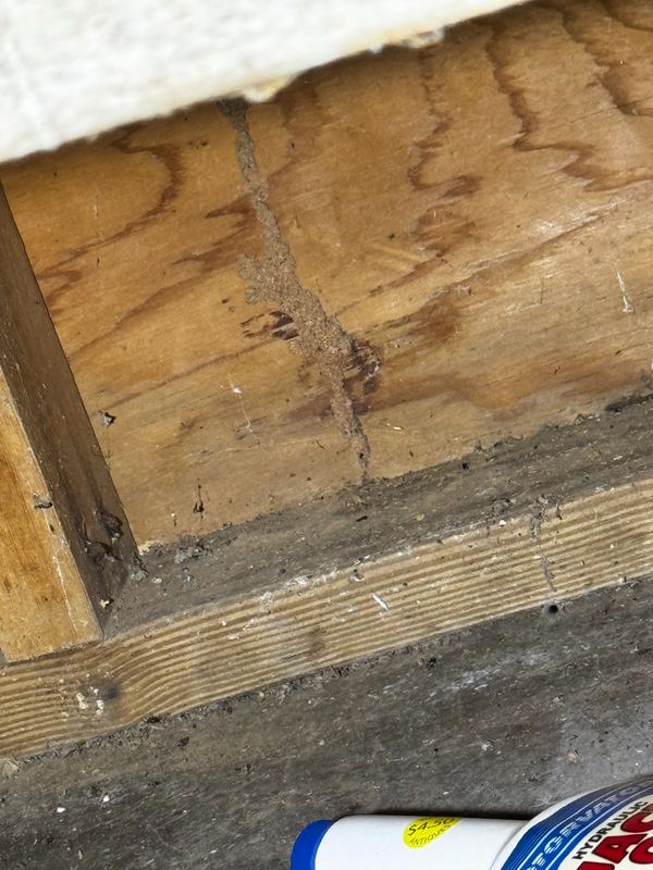 Termite mud tube on plywood above a sill plate in a basement