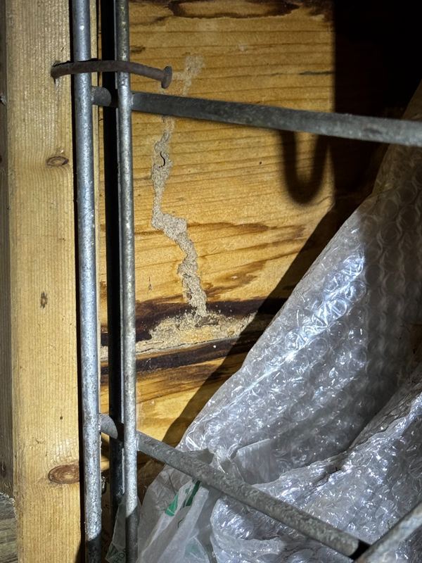 Termite mud tube on the underside of a wooden subfloor next to metal rods