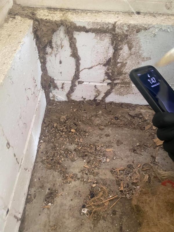 Several termite mud tubes running up a block foundation wall in a crawl space