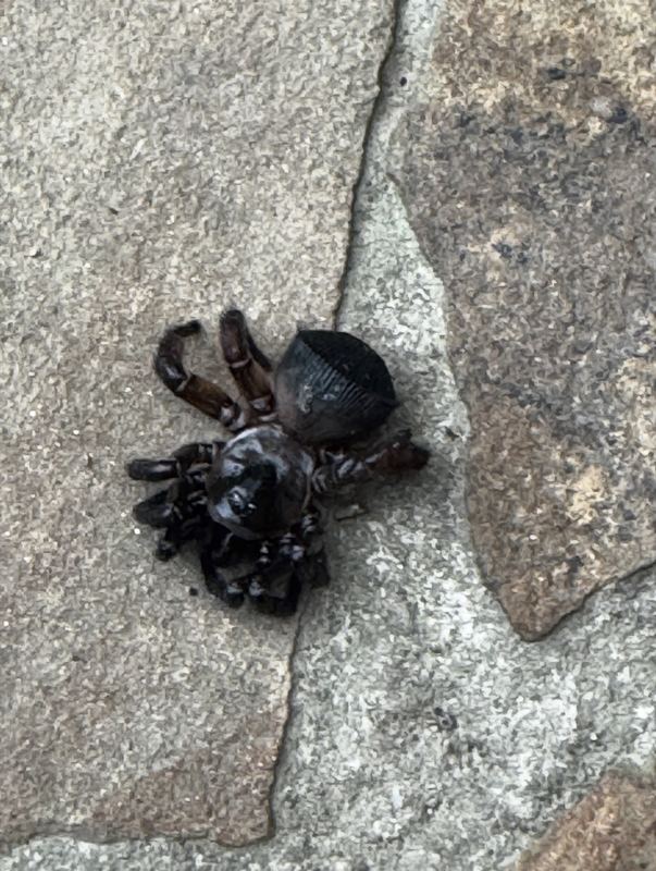 Black trapdoor spider on a stone walkway
